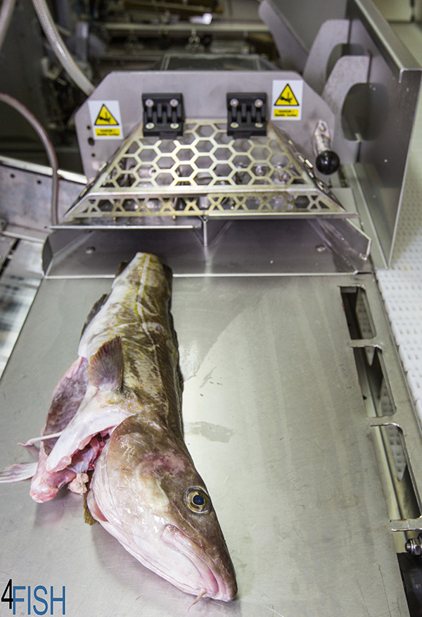 Sporðskurðavél 4Fish ehf.