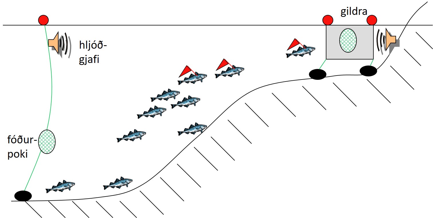Lágtíðnihljóðmerki til fiskveiða - Hljóð til að safna saman fiski?